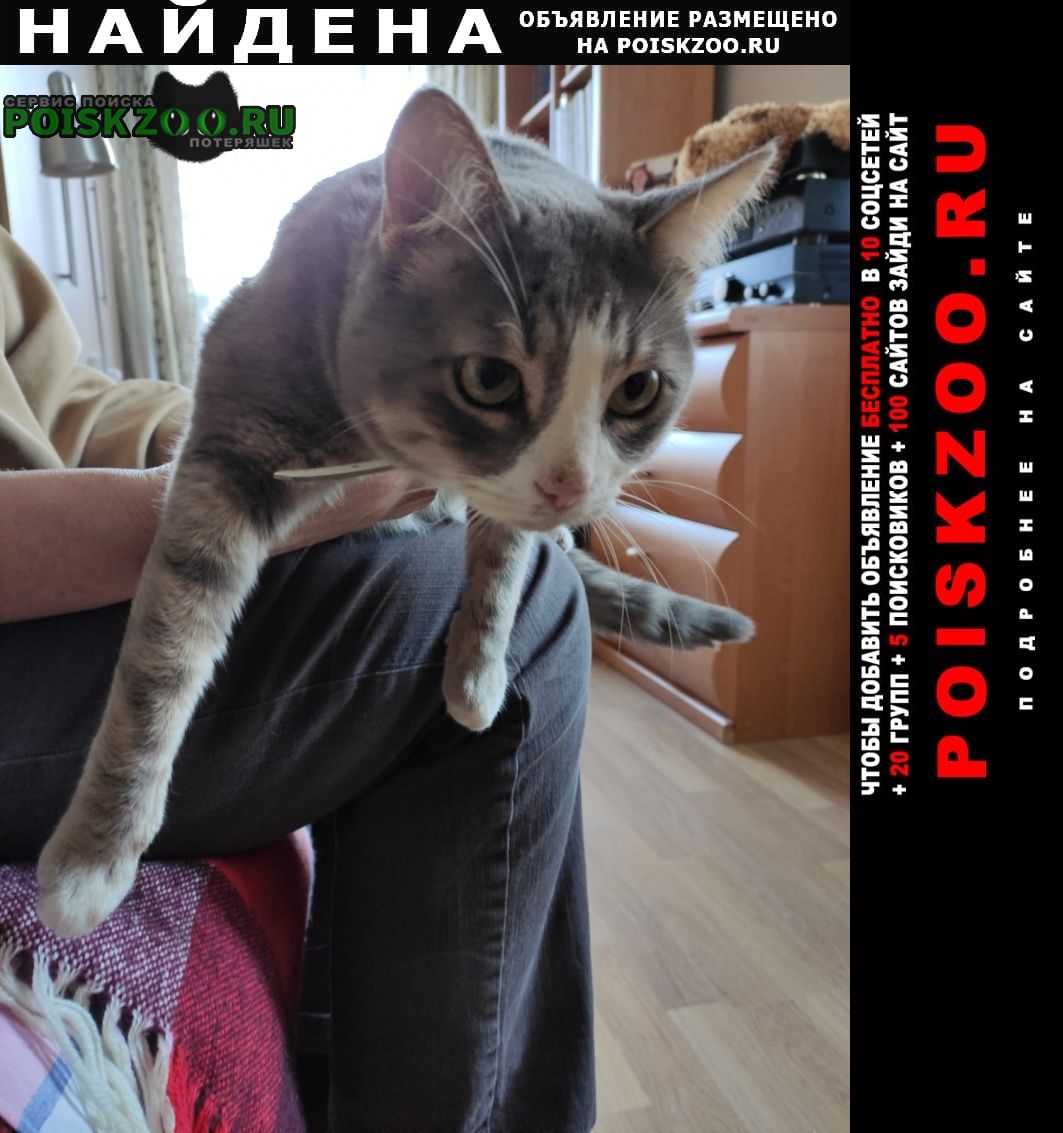 Найдена кошка, домашний котик Москва