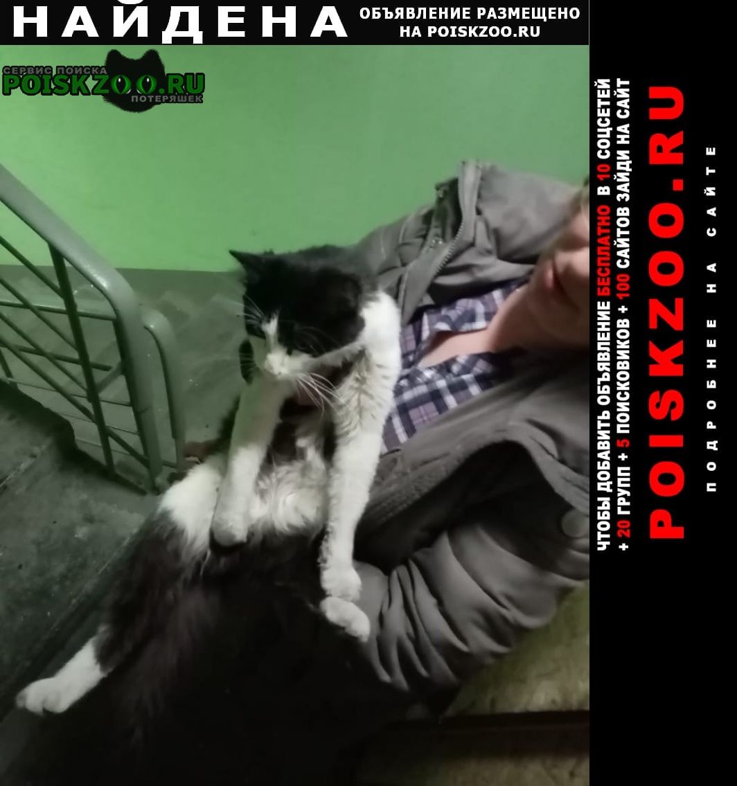 Найден кот черно белый район новокосино Москва