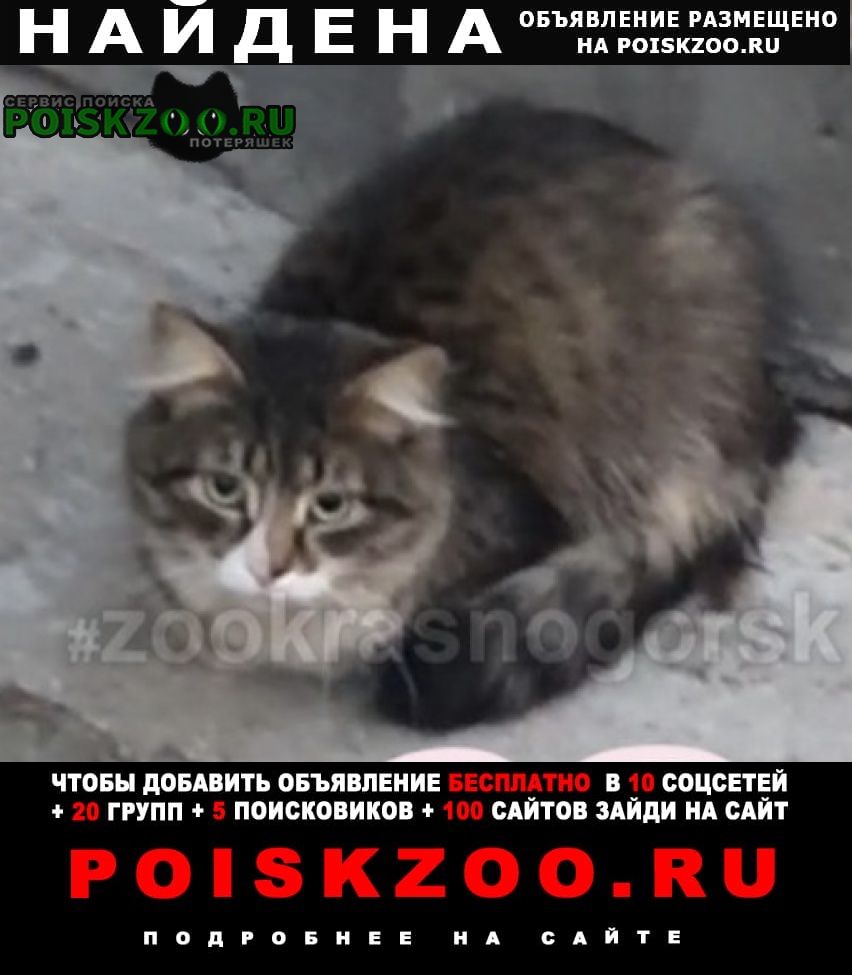 Найдена кошка пушистая полосатая Красногорск