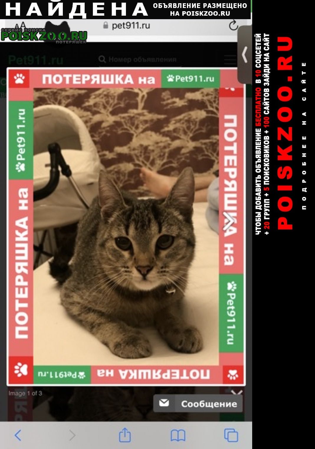 Найдена кошка с ошейником Москва