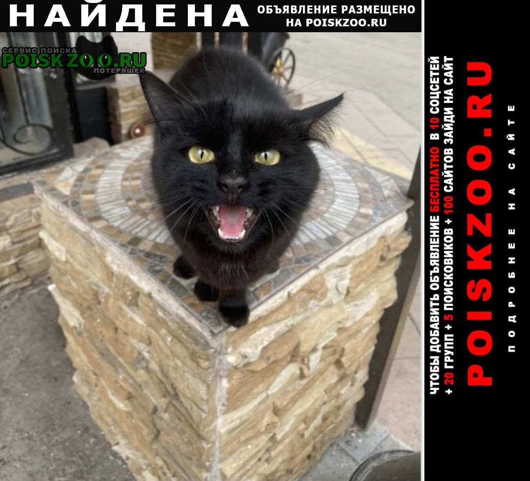 Найдена кошка чёрная или кот Москва