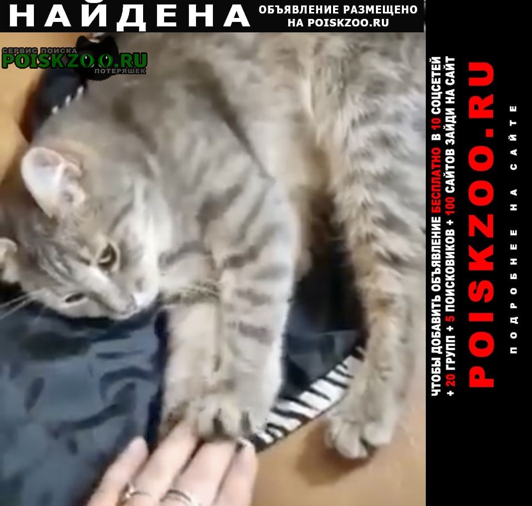 Найдена кошка кот серый полосатый Москва