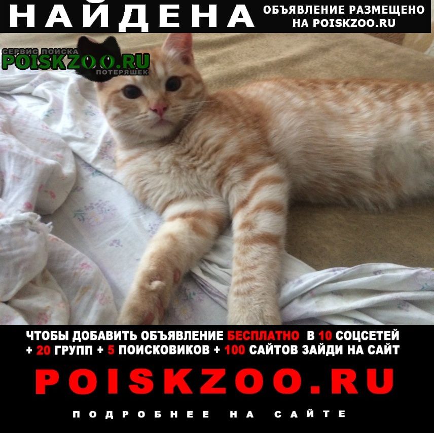 Найден кот рыжий котик на вокзале -2 Калуга