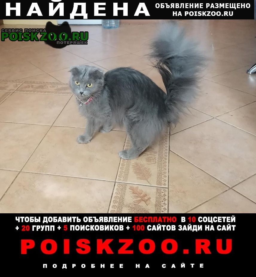Найдена кошка на гидрострое Краснодар
