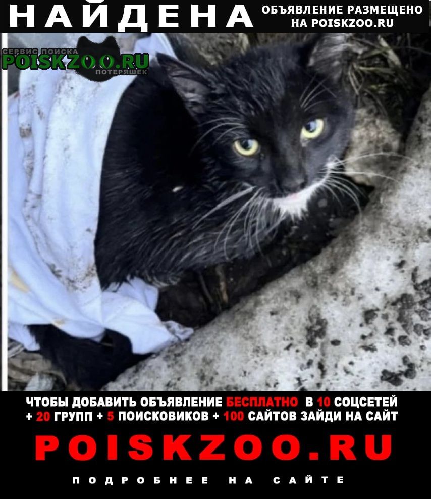 Найдена кошка чёрная с белым пятнышком Москва