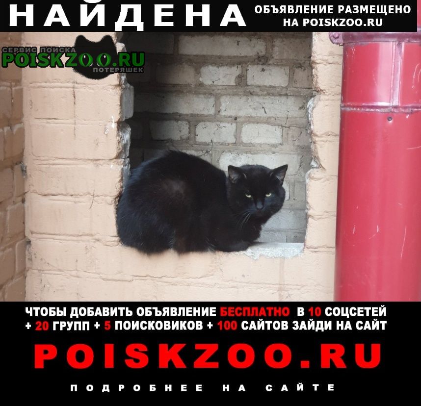 Найден кот молодой кот Минск