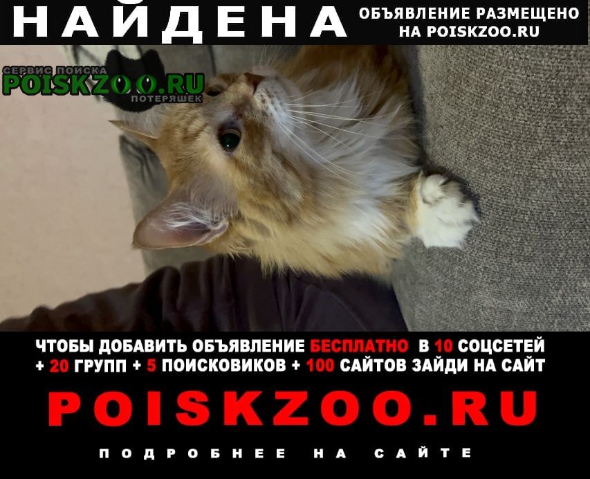 Найдена кошка на улице амурская Москва