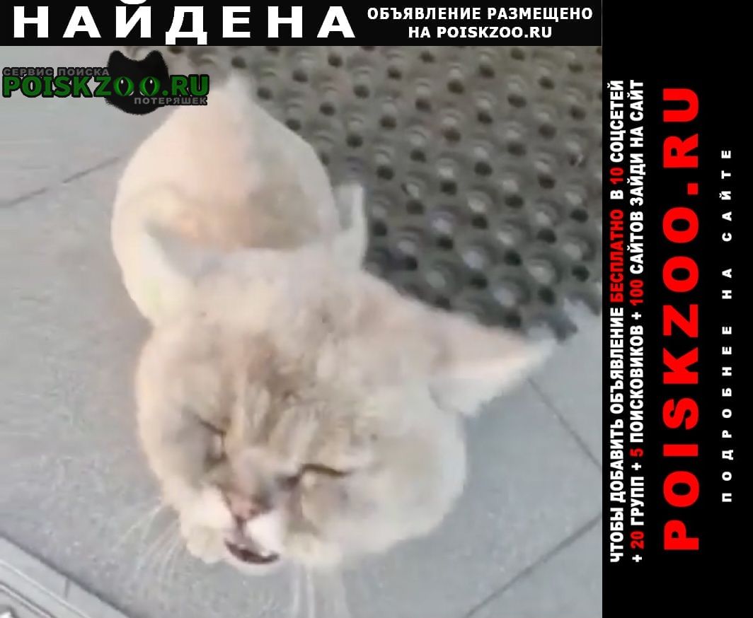 Найдена кошка кот перс Махачкала