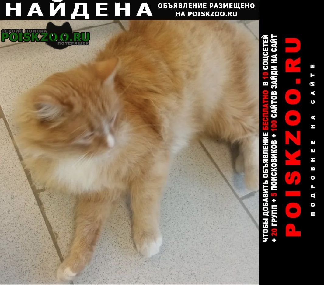 Найдена кошка или кот рыжий Егорьевск