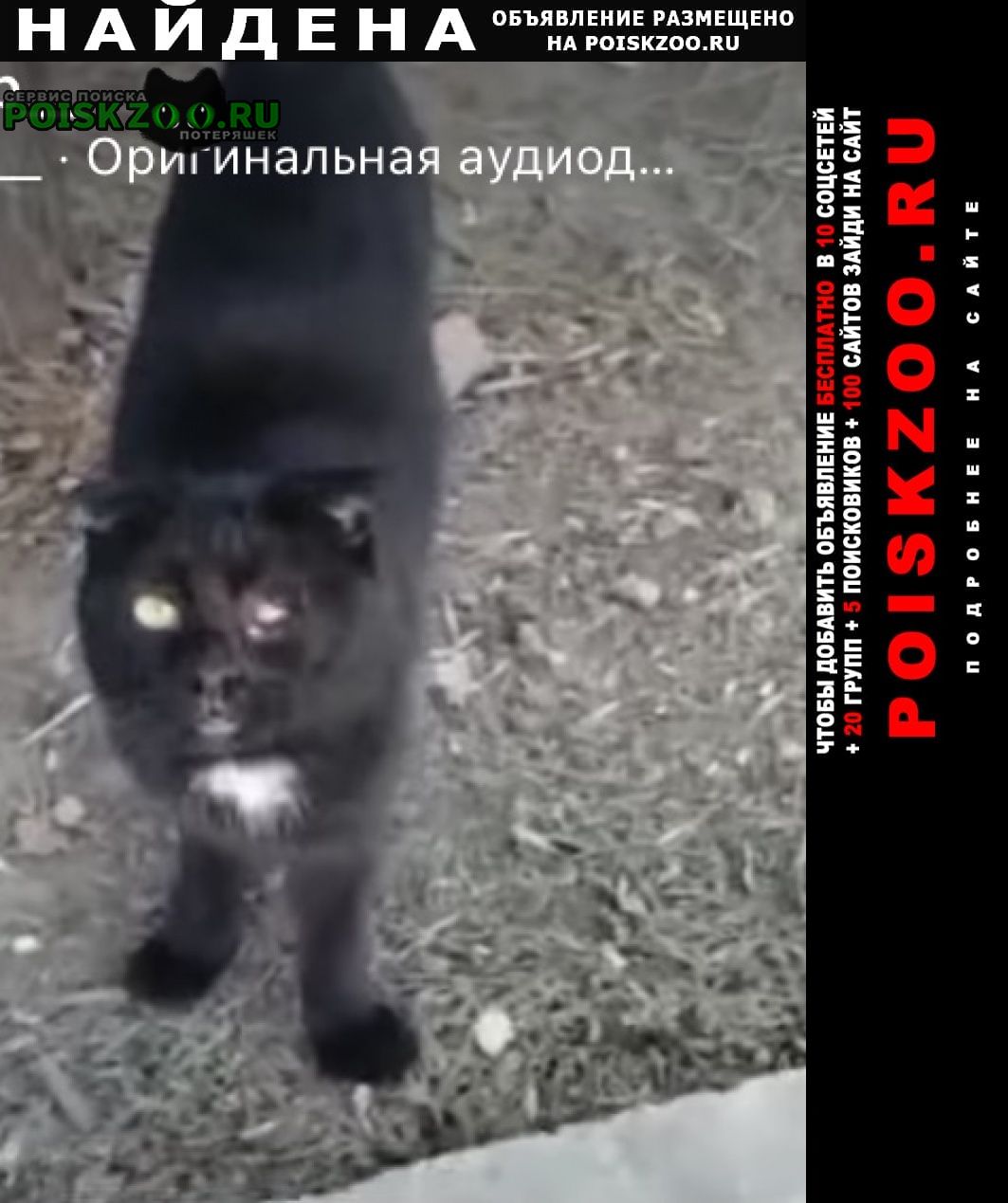 Найдена кошка чёрная вислоухая Махачкала