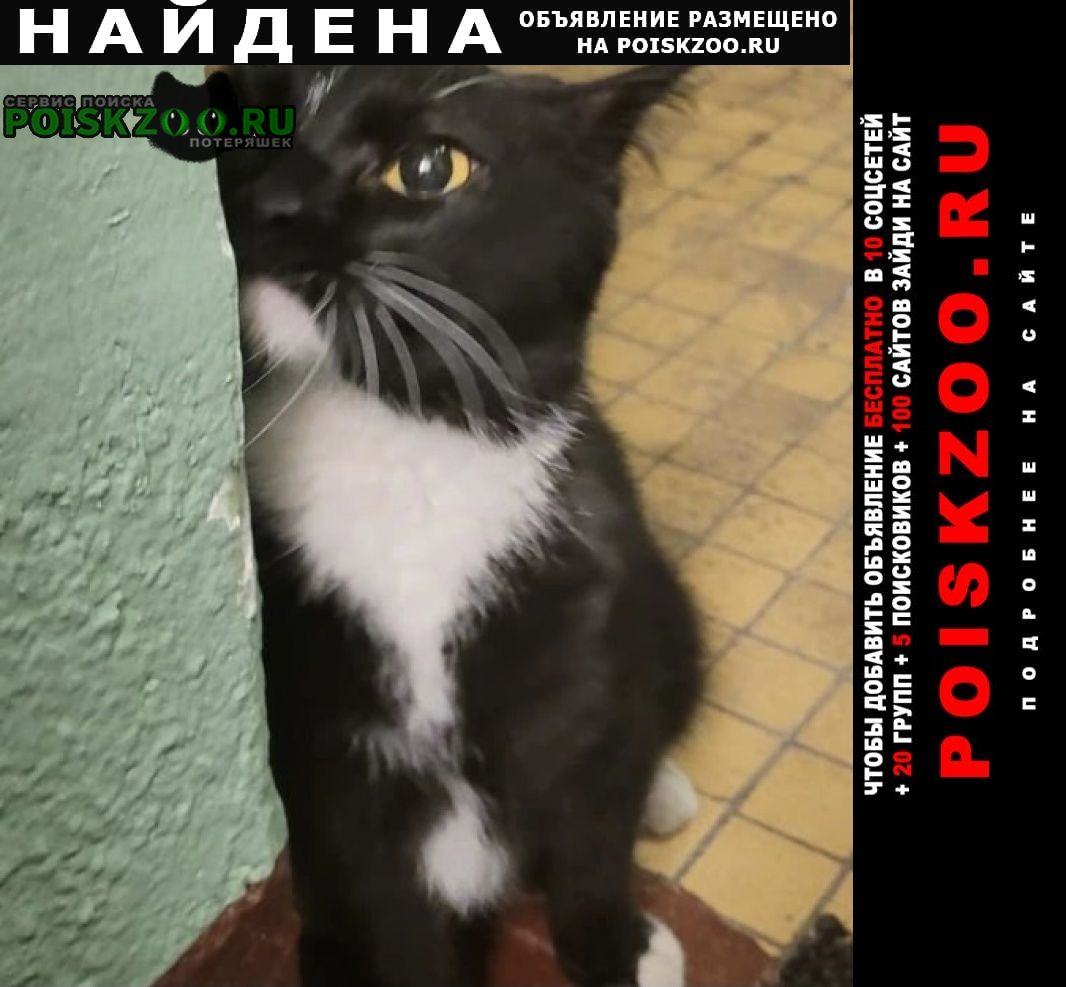 Найдена кошка или кот чёрная с белым Москва