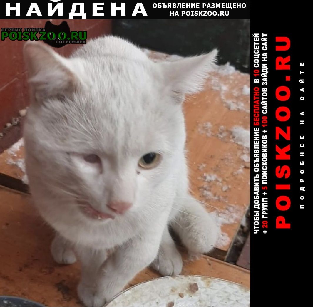 Найдена кошка белый кот Москва