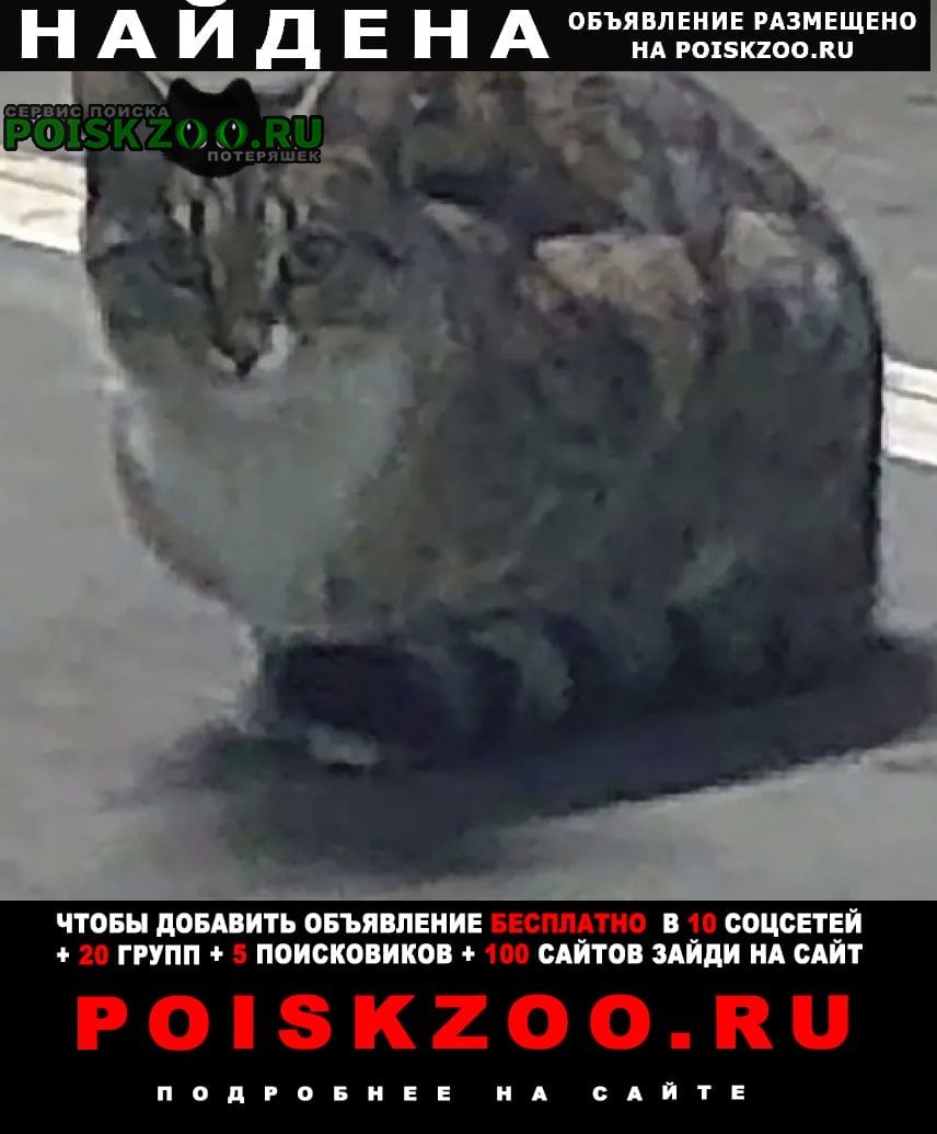 Москва Найдена кошка или кот серый полосатый