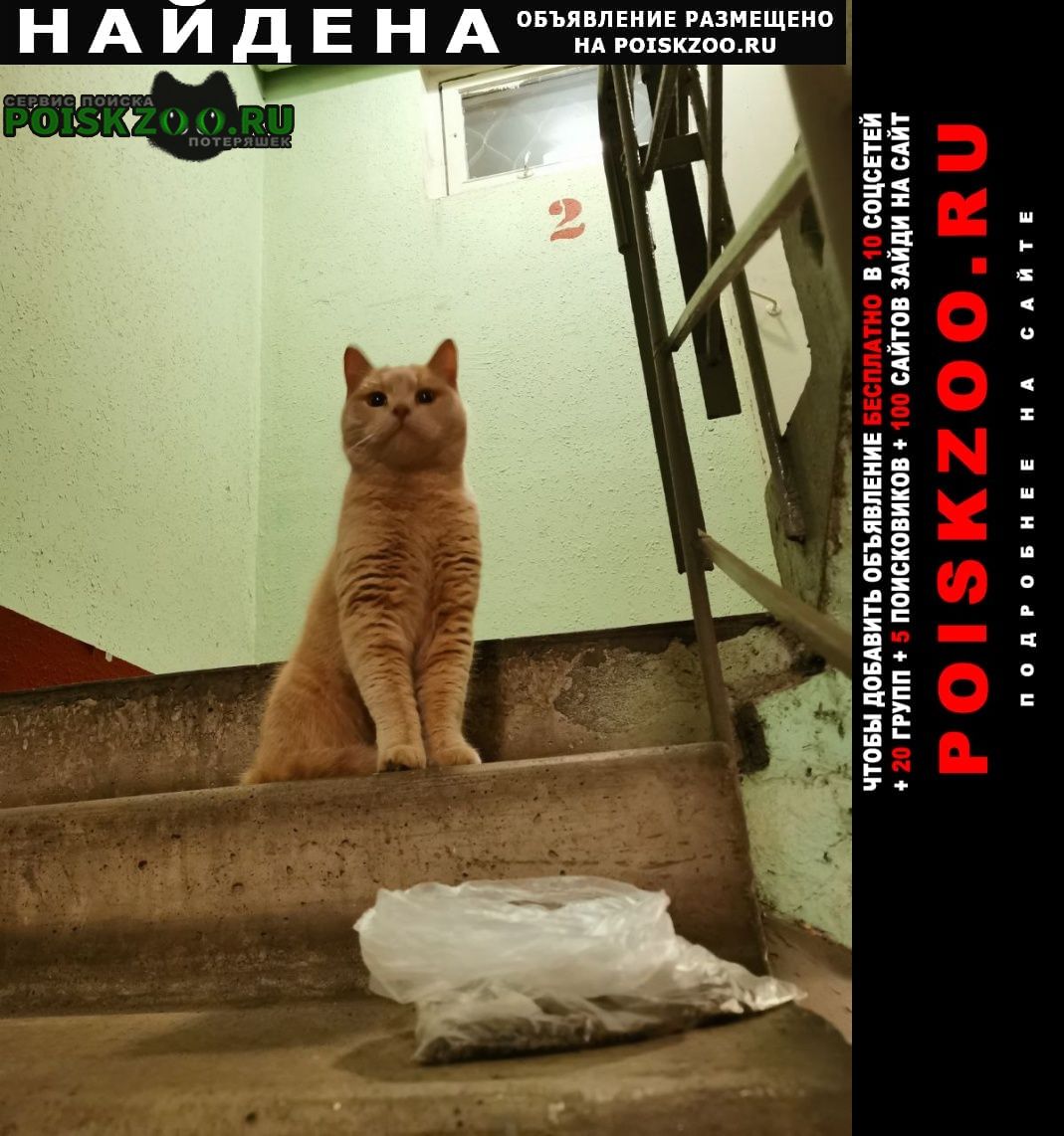 Найдена кошка рыжий, персиковый Москва