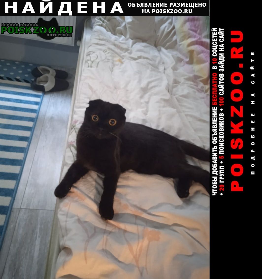 Найдена кошка черная вислоухая Краснодар