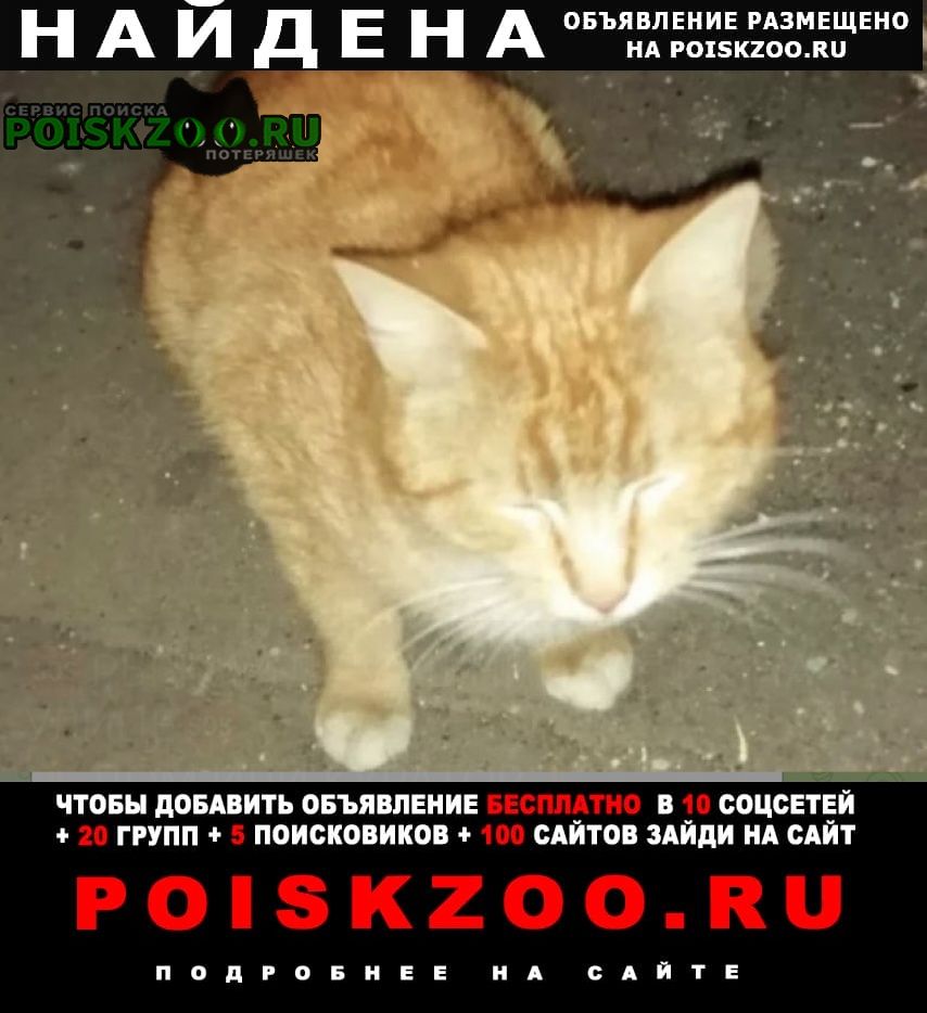 Москва Найдена кошка или кот рыжий