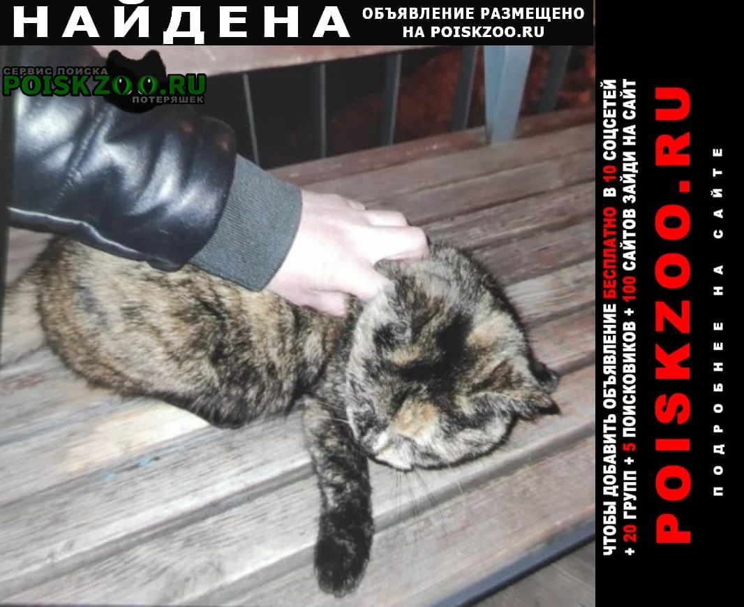 Найдена кошка шерпаховый окрас Жуковский