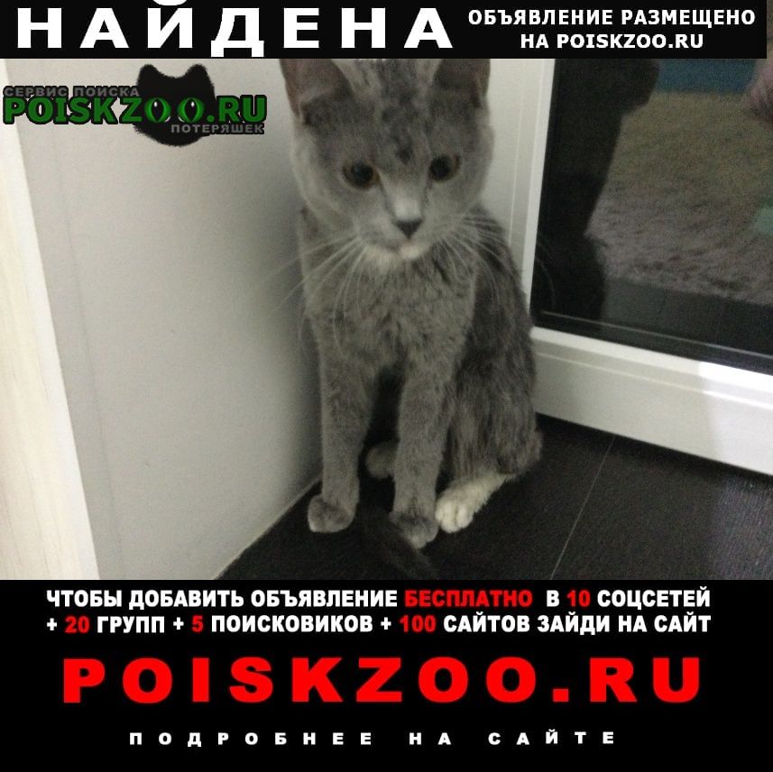 Ставрополь Найдена кошка
