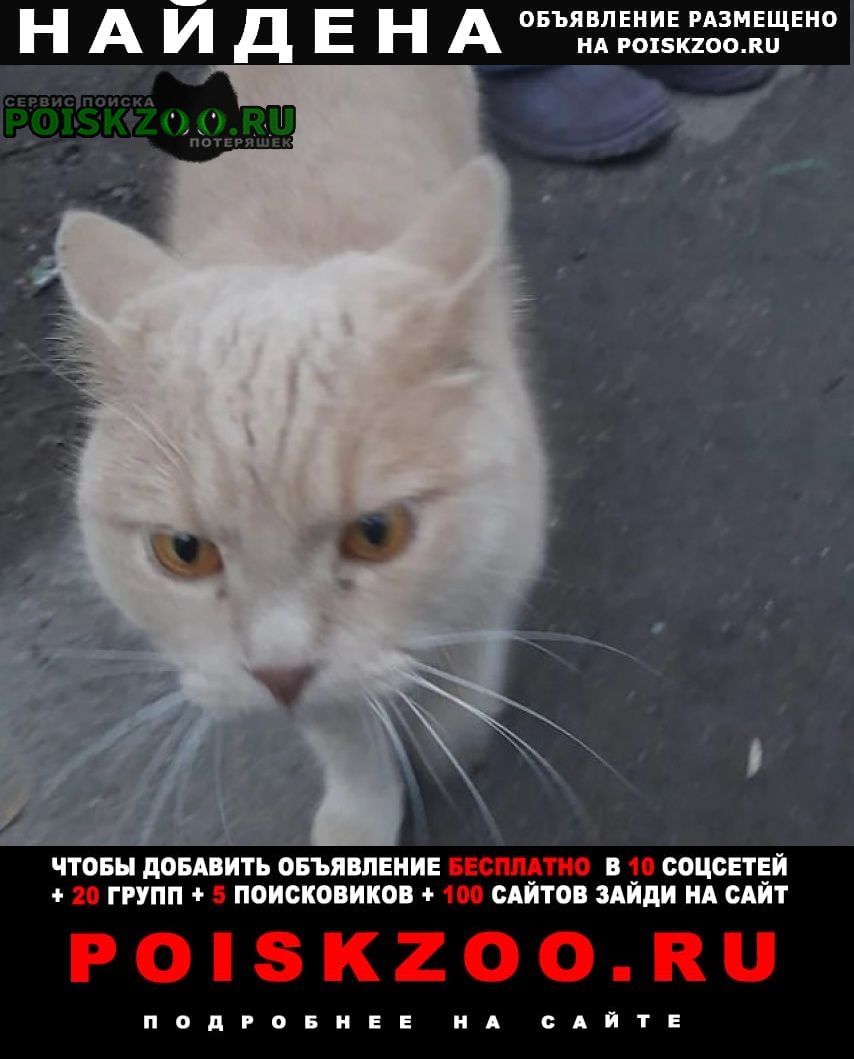 Найдена кошка или кот палевый Москва