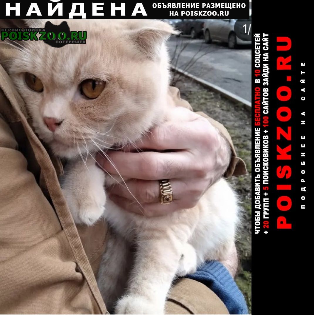 Найдена кошка или кот вислоухий Павловский Посад