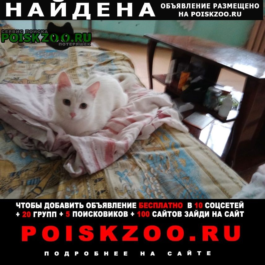 Москва Найдена кошка щукинская