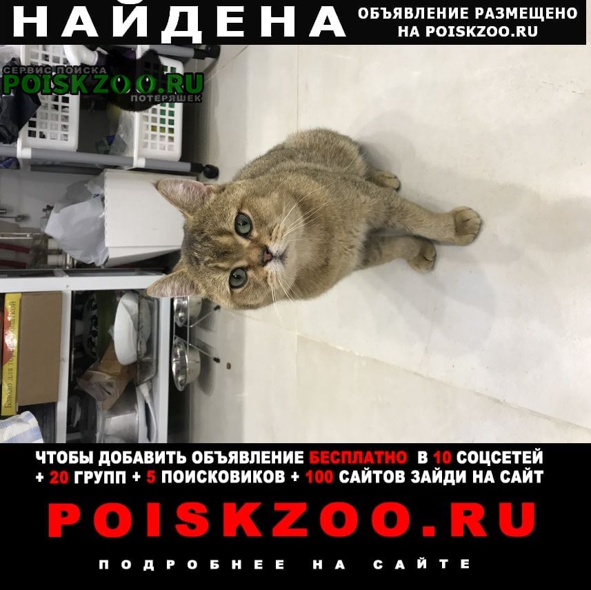 Найден кот Волжск