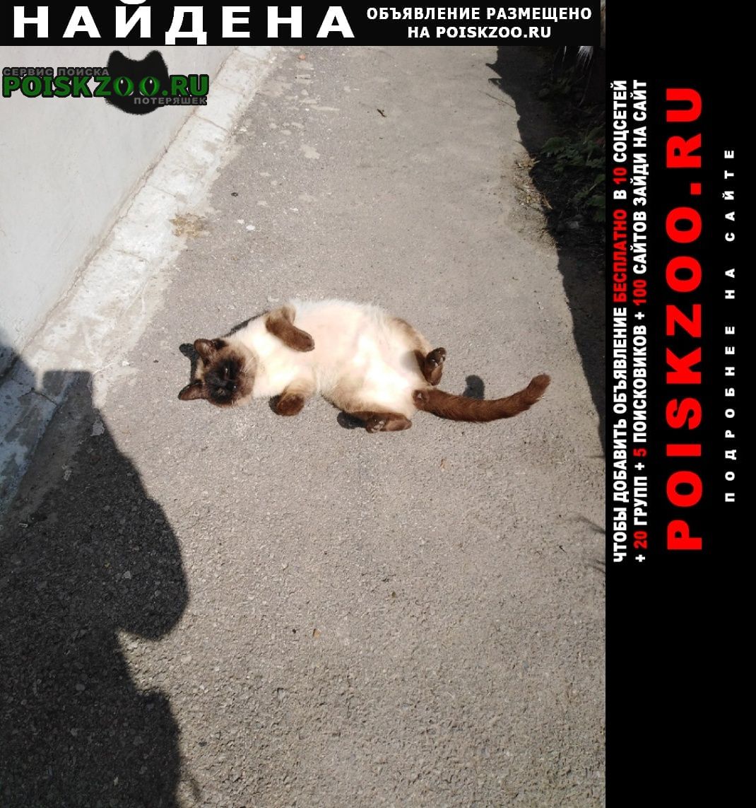 Найден кот сиамский кот Таганрог