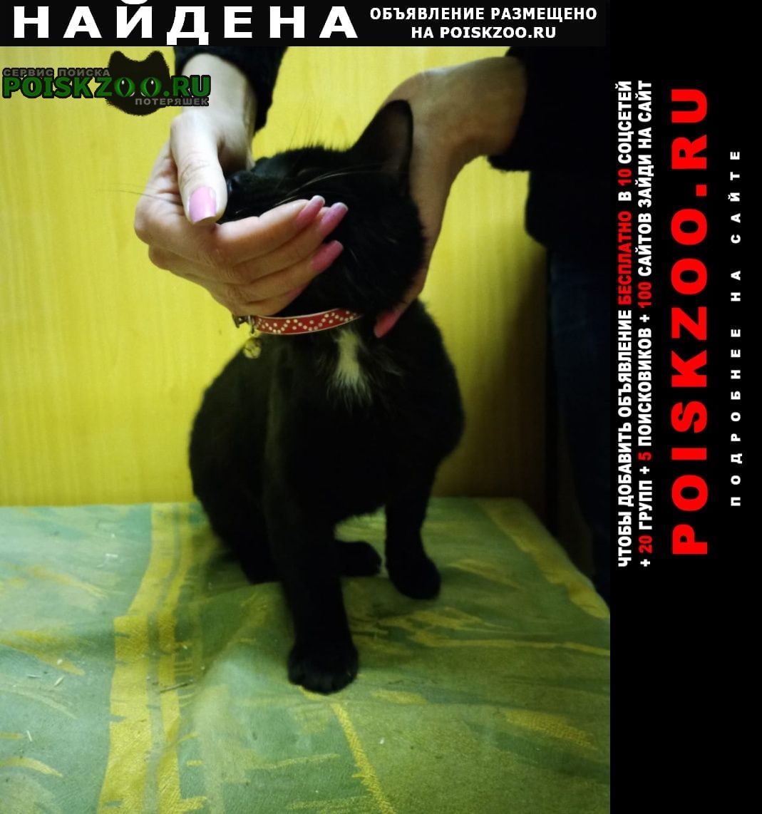 Найден кот крупный чёрный кот в красном ошей Москва