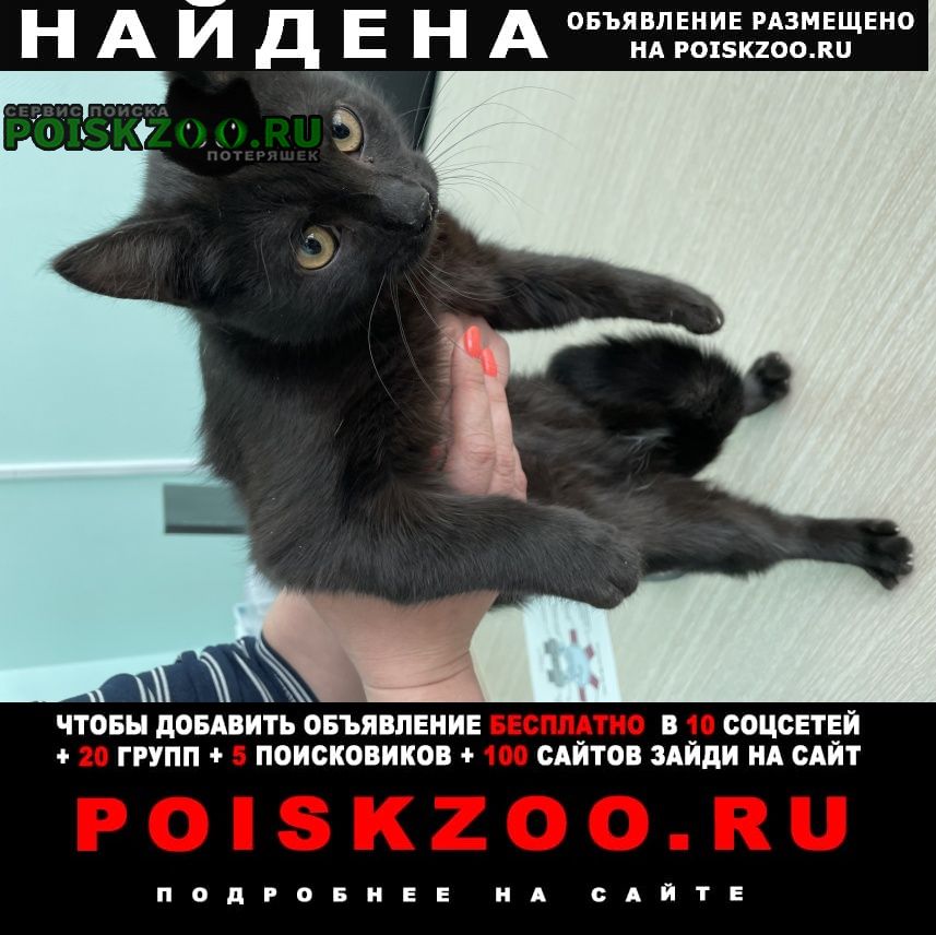 Москва Найден кот на мкад между дмитровским шоссе и м11
