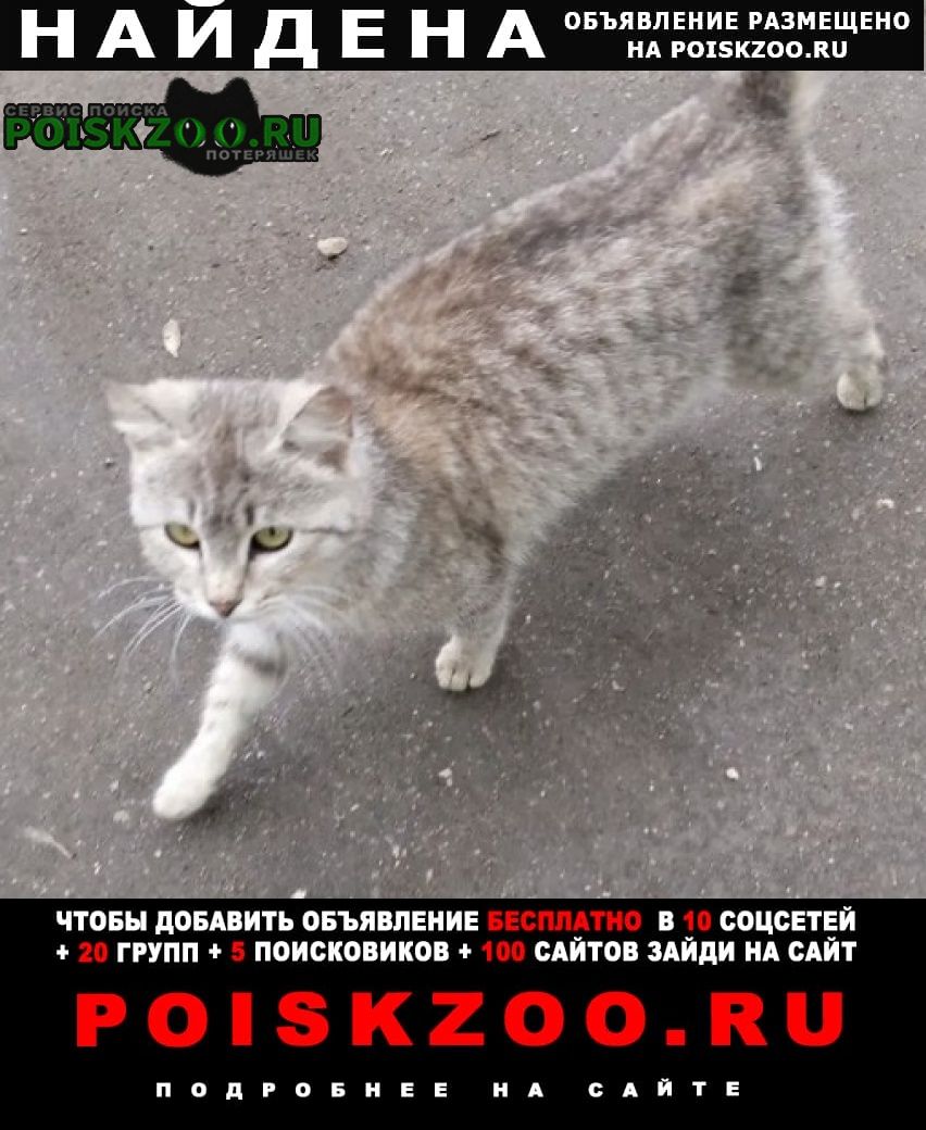 Найдена кошка или кот подросток серый Серебряные Пруды