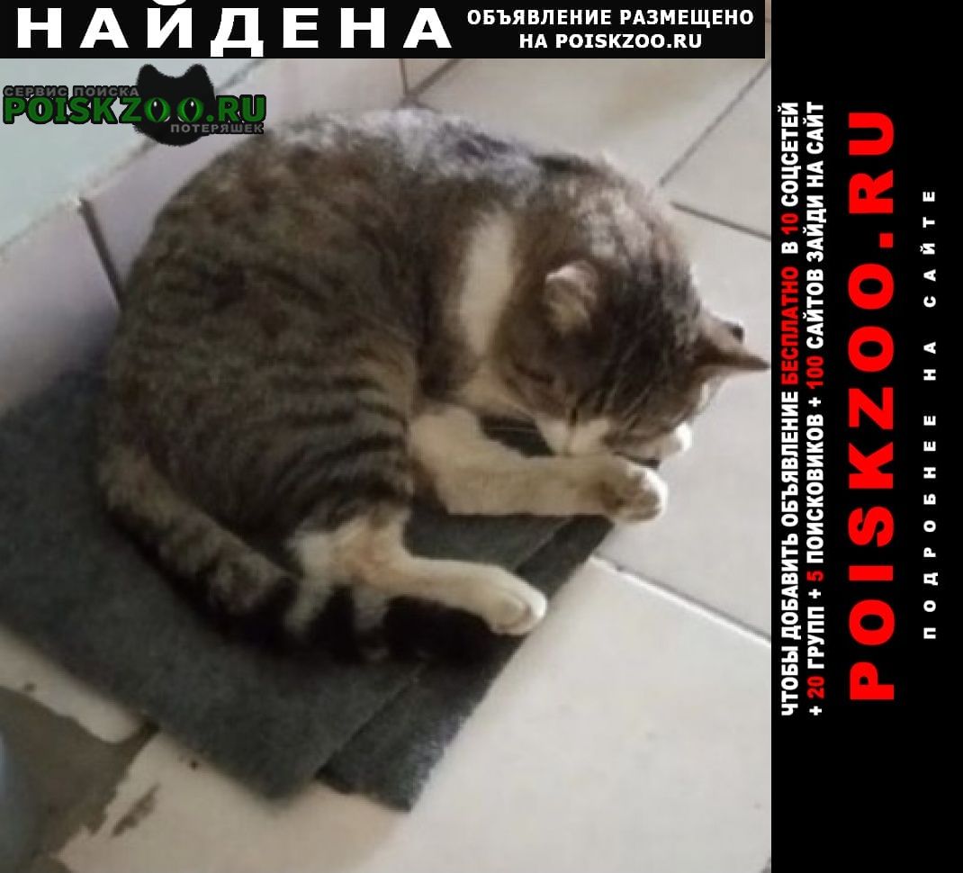 Найдена кошка кот серый полосатый Дмитров