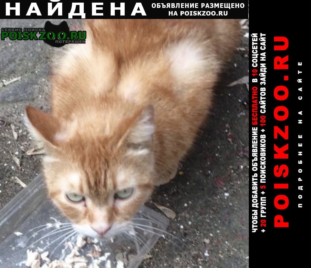 Найдена кошка кот рыжий Москва