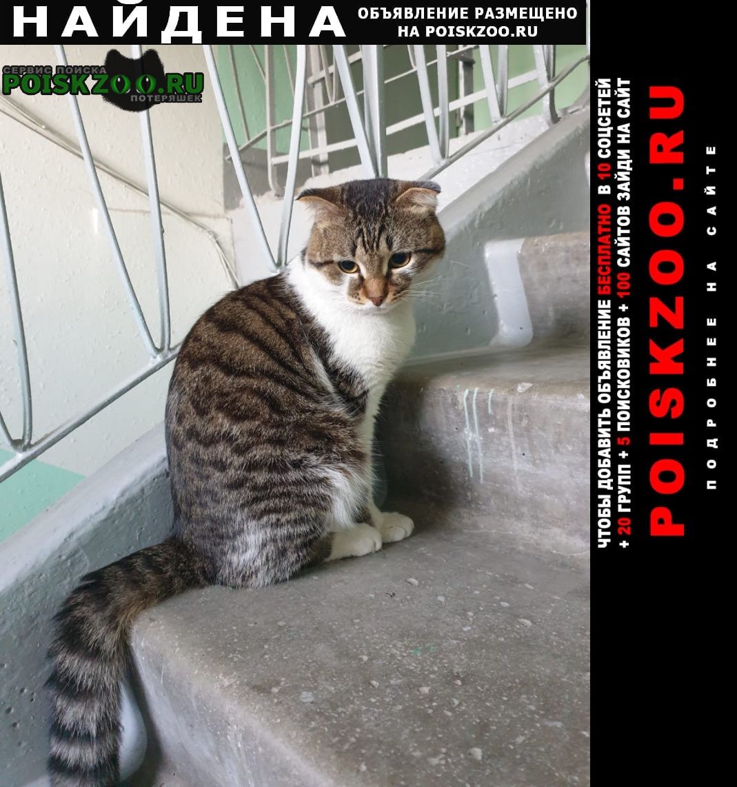 Найден кот волгоградская 35, 8-9 этаж Екатеринбург