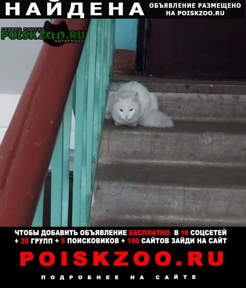 Люберцы Найдена кошка белая /кот