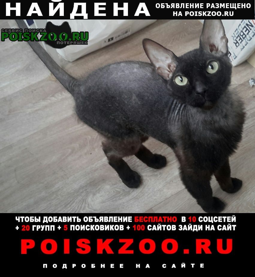 Найден кот молодой вид сфинкса Новосибирск