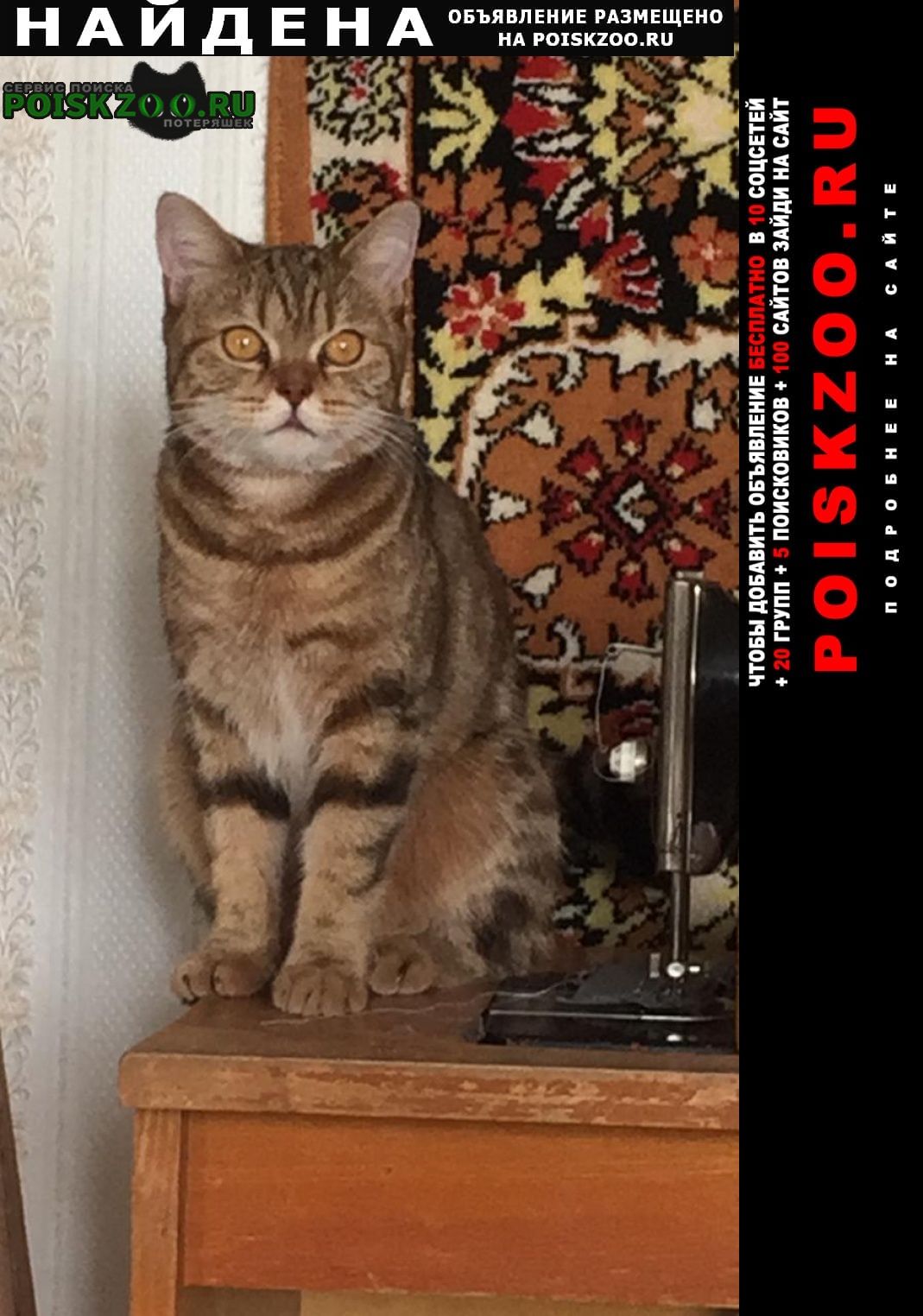 Найдена кошка молодая Новосибирск