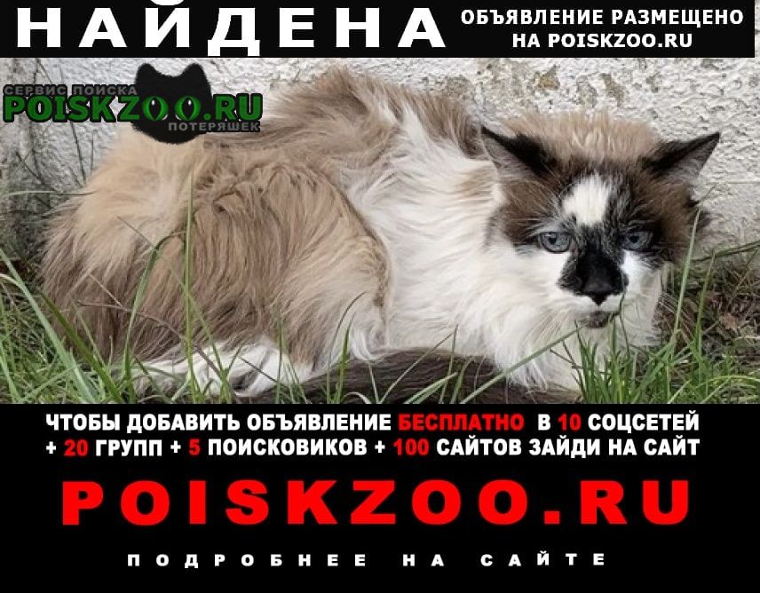 Москва Найдена кошка или кот