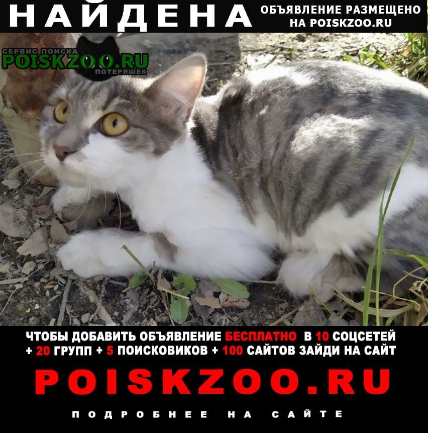 Найдена кошка серо-белая Москва