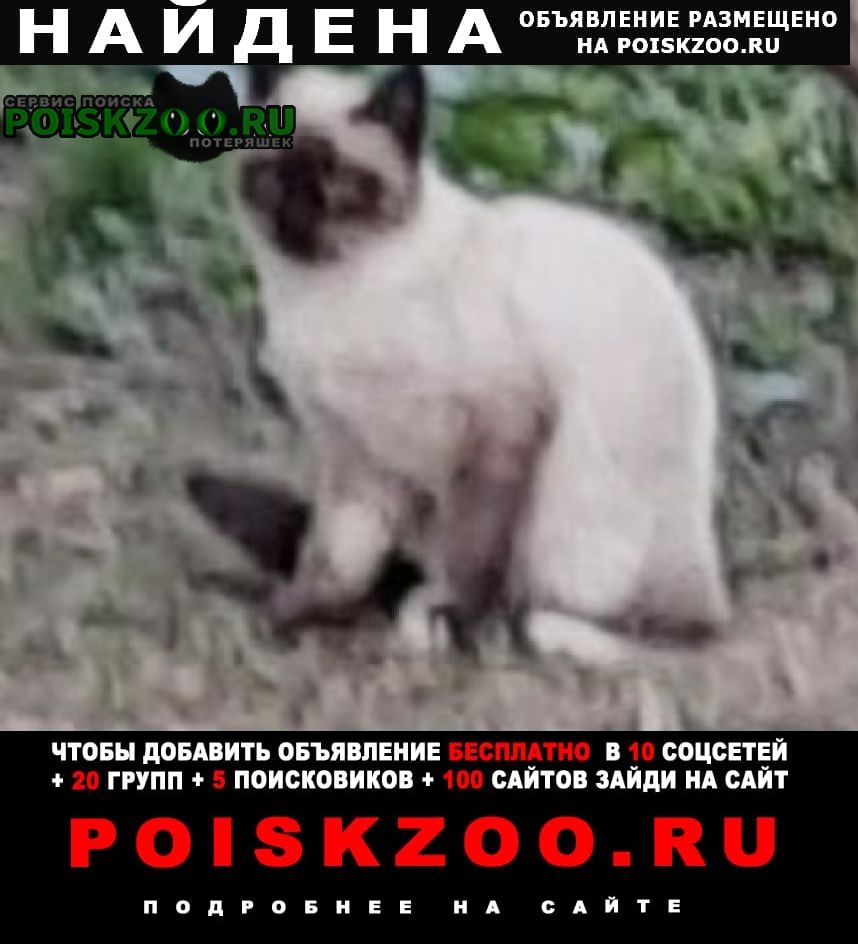 Москва Найдена кошка или кот сиамский