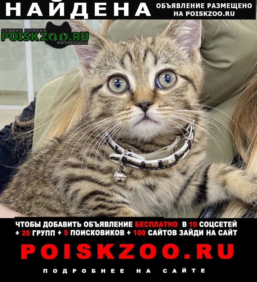 Найдена кошка котёнок тигровый Москва