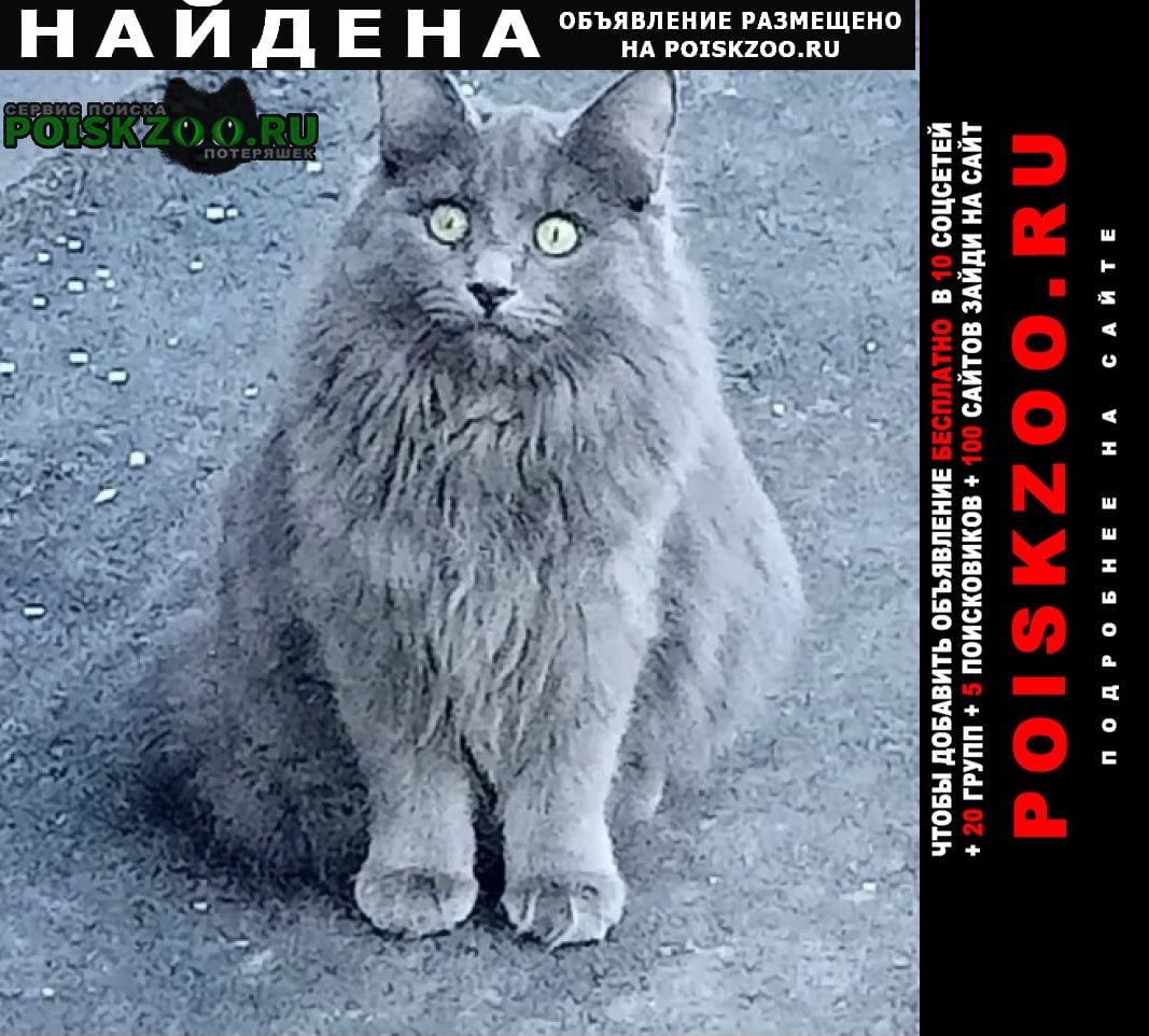 Москва Найдена кошка кот голубой длинношёрстный
