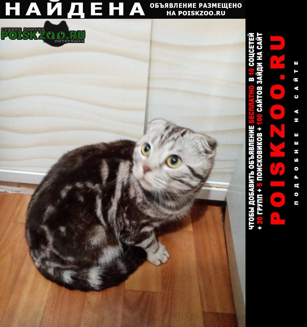 Найден кот Новочебоксарск