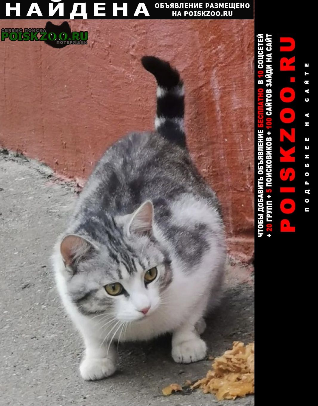 Найдена кошка кот-подросток Фрязино