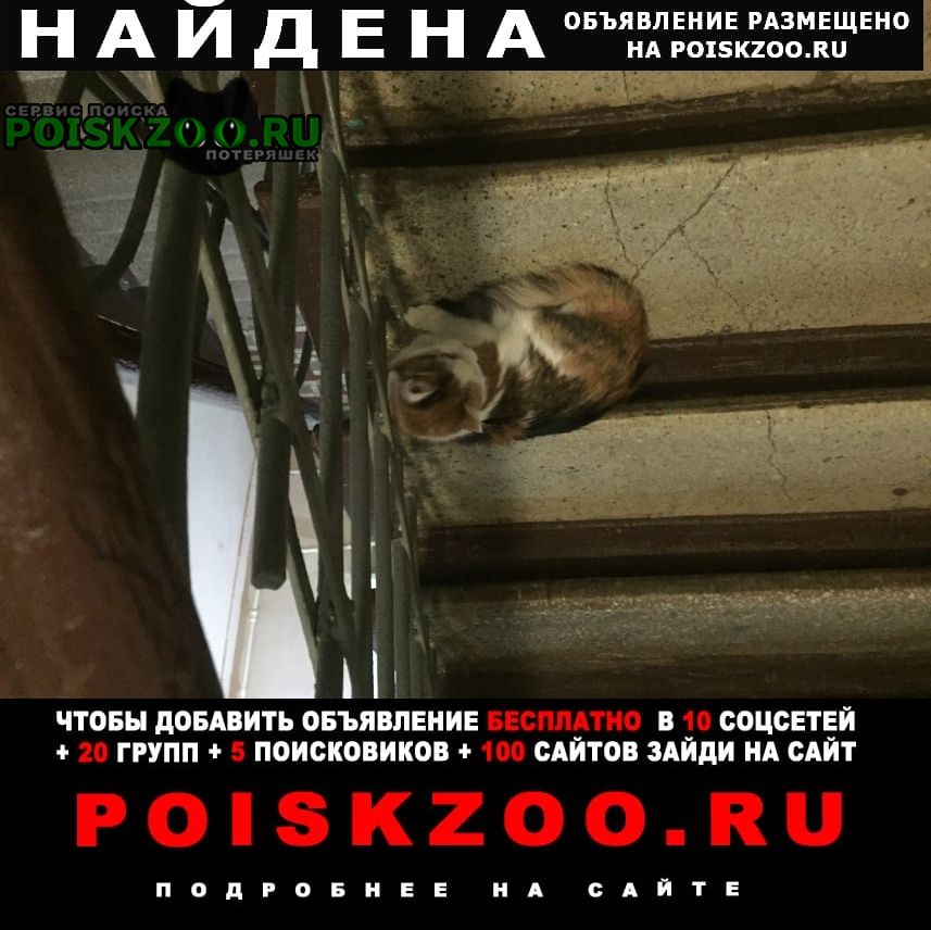 Найдена кошка молодая трехцветная Москва