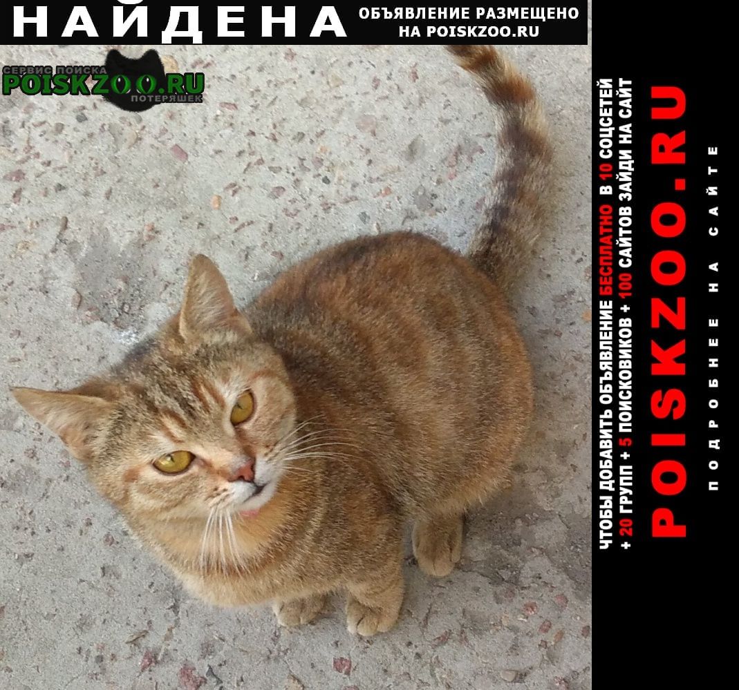 Найдена кошка Брянск