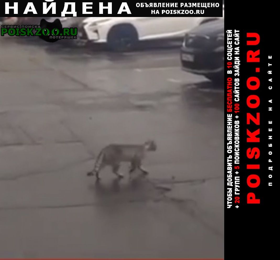 Найдена кошка или кот серый Москва