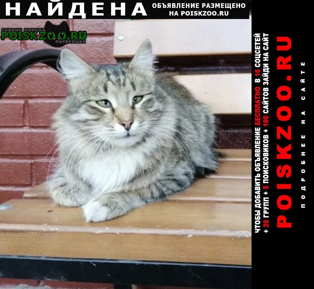 Москва Найден кот серый