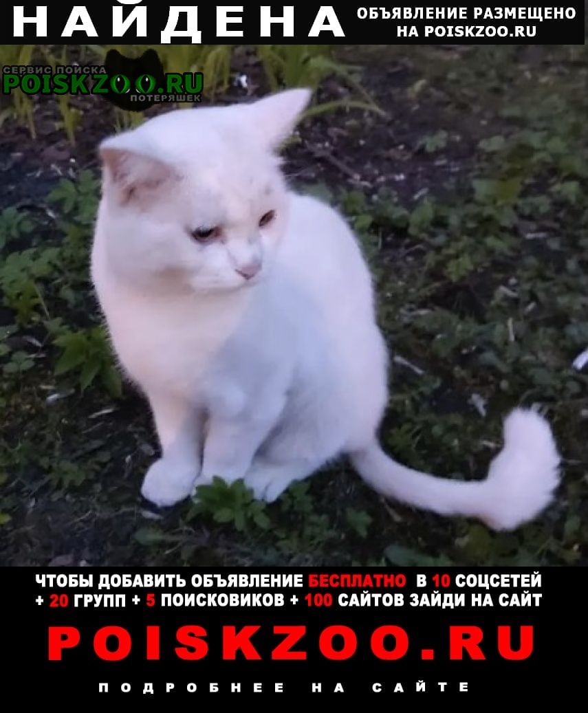 Железнодорожный (Московск.) Найдена кошка или кот стриженный