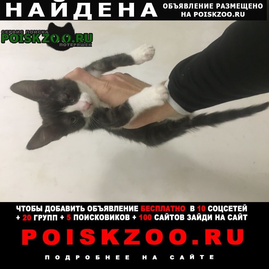 Найдена кошка ухоженный котенок Ростов-на-Дону