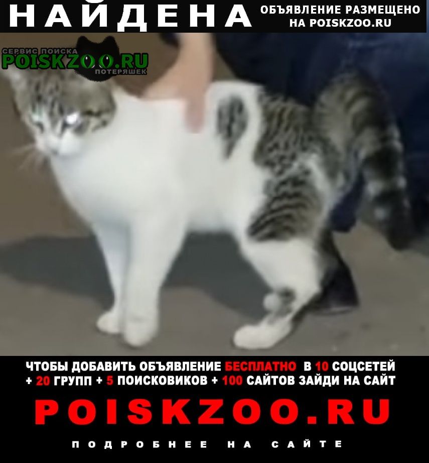 Найдена кошка кот белый с серыми пятнами Москва